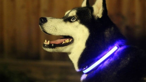 Collar Led Para Perro / LED Light Up Dog Collar