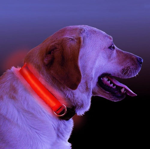 Collar Led Para Perro / LED Light Up Dog Collar